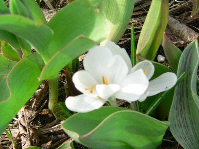 2006-04-15 16-26-40 - 0.jpg.jpg